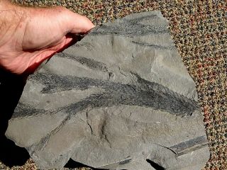 Lepidodendron Leaf Tip Fossil With Reproductive Cone Structure,  300 Million Year