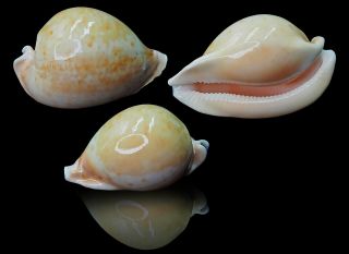 Seashell Cypraea Armeniaca 96.  5 Off Eucla South Australia Interesting