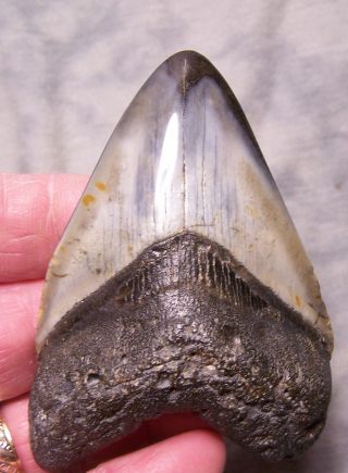 Megalodon Shark Tooth Shark Teeth Fossil Stunning Color 3 5/16 Big Polished Jaw