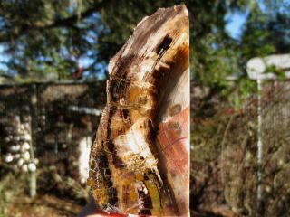 Rfm - Scarce Cherry Creek Nevada Petrified Wood Fossil Polished Display Specimen