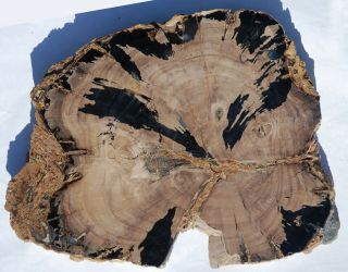 Large,  Branching,  Polished Wyoming Petrified Wood Round - Dicot