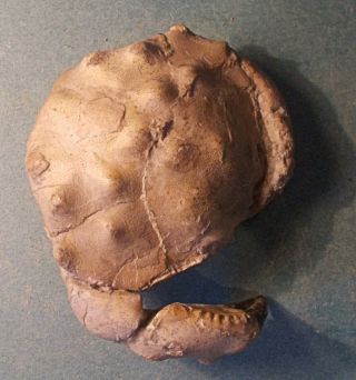 Fine 7cm Near Complete Crab Zamthopsis Dufari With Pincers: Eocene,  Spain