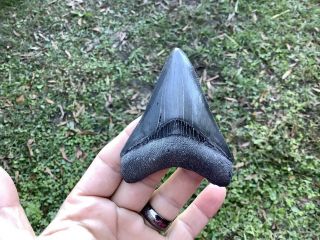 Colorful Serrated 3.  51 " Megalodon Tooth 100 Natural No Restoration