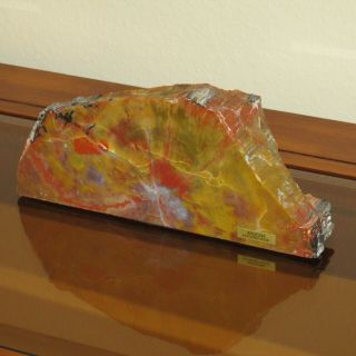 Arizona Rainbow Petrified Wood Paper Weight Face Polished,  3 Pounds,  8.  5 " X 3.  5 "