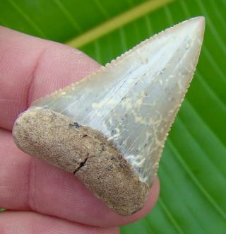 Great White Shark Tooth - 1 & 3/4 Chilean - - Chile - Real Fossil