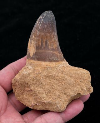 Xlg Fossil Mosasaur Tooth Morocco Marine Reptile Fossil