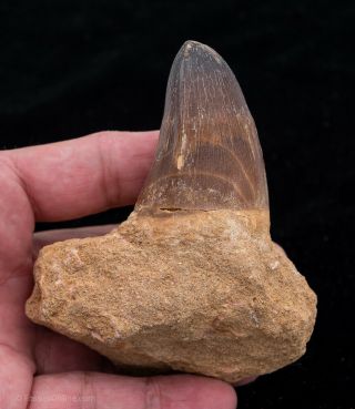 XLG Fossil Mosasaur Tooth Morocco Marine Reptile Fossil 2