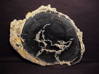 Rw Polished " Petrified Palm Wood Round " From Arizona One Only