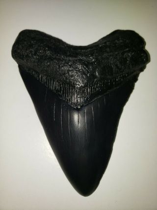 5.  70 " Megalodon Shark Tooth Fossil