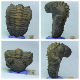 K6 - Rolled 3.  14 Inch Drotops Armatus Middle Devonian Trilobite Great Prep