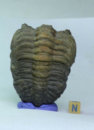 K6 - Rolled 3.  14 Inch Drotops armatus Middle Devonian Trilobite Great Prep 2
