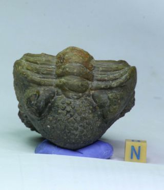 K6 - Rolled 3.  14 Inch Drotops armatus Middle Devonian Trilobite Great Prep 3