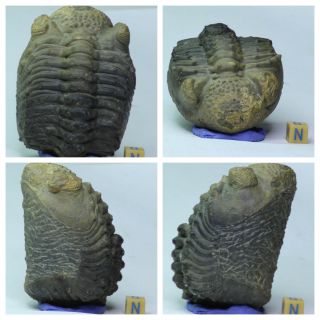 K5 - Rolled 3.  54 Inch Drotops armatus Middle Devonian Trilobite Great Prep 2