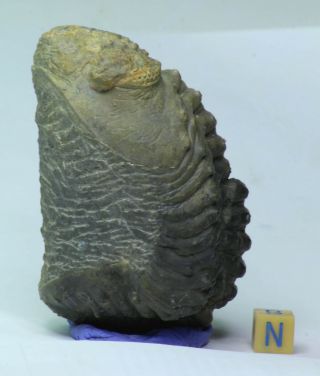 K5 - Rolled 3.  54 Inch Drotops armatus Middle Devonian Trilobite Great Prep 3