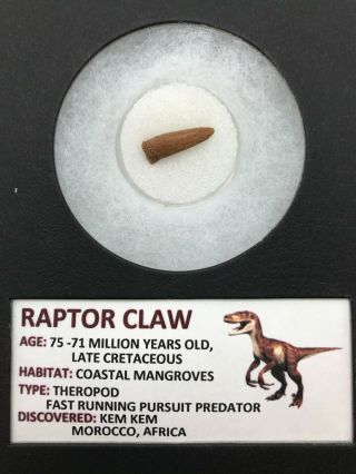Ancient Raptor Claw From Africa - 75/71 Myo - Theropod - R65