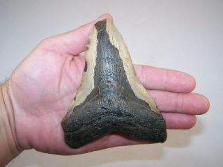 5.  17 " Megalodon Fossil Shark Tooth Teeth - 8.  4 Oz - No Restoration - Not Dinosaur