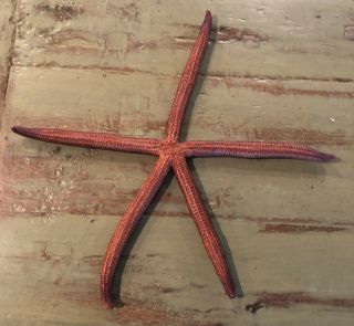 Vintage Real Red Dried Starfish Large 19”