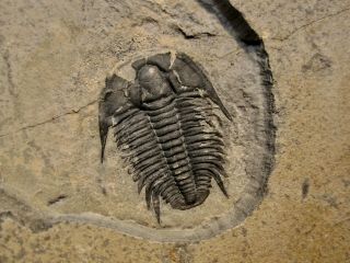 Fine Modocia Typicalis Trilobite House Range - Utah