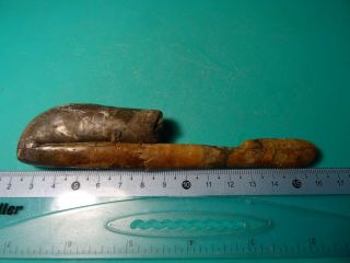 Ammonite Caucasus heteromorph Ptychoceras 130 мм Aptian stage 3