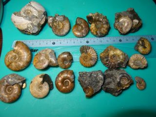Ammonites Caucasus 2 Aptian Stage