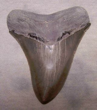 Megalodon Shark Tooth - Sharp - 3 1/8 " Real Fossil Sharks Teeth - No Restorations