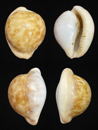Cypraea (cypraeovula) Castanea Latebrosa (swarts & Liltved,  2000)