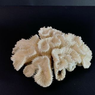 2 Lb Brain Coral Natural Sea White Fossil Aquarium Fish Decor Beach Tank Reef
