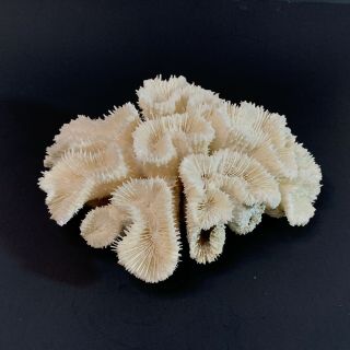2 LB Brain Coral Natural Sea White Fossil Aquarium Fish Decor Beach Tank Reef 2