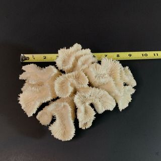 2 LB Brain Coral Natural Sea White Fossil Aquarium Fish Decor Beach Tank Reef 3