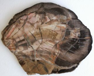 Very Large,  Polished Arizona Petrified Wood Slab - Woodworthia