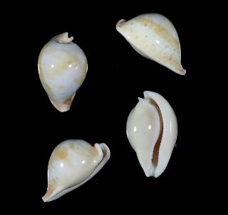 Cypraea Armeniaca Most White Top Seashells