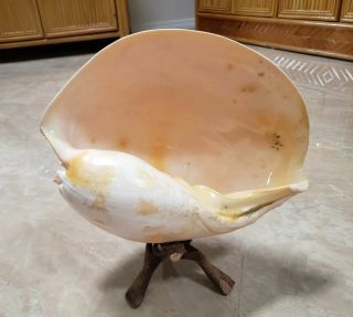 Vintage Melon Seashell Extra Large HUGE Shell Approx.  13 in,  2.  8 lbs Bailer L@@K 2