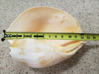 Vintage Melon Seashell Extra Large HUGE Shell Approx.  13 in,  2.  8 lbs Bailer L@@K 3