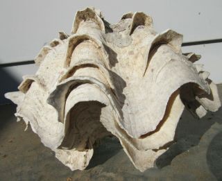 Vintage Tridacna Natural Giant Whole Clam Seashell Shells