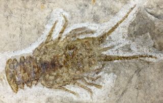 Fossil Shrimp Fish Lobster Parangbolina Lebanon Cretaceous Dinosaur Era