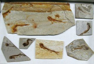 Extinctions - Flat Of 7 Lycoptera Fossil Fish From China -