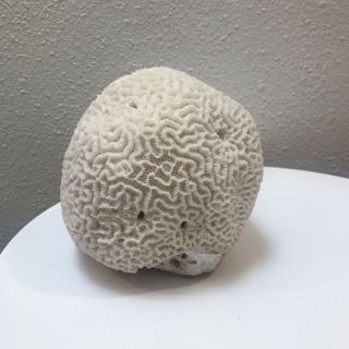Large Brain Coral Round Natural Specimen - Nearly 5 Lbs Curiosity Sea Decor