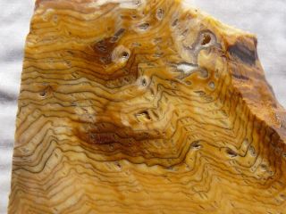 Rimrock: 11.  2 Oz Hells Canyon Herringbone Petrified Wood Rough