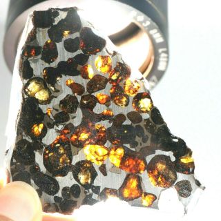 24 Grams Of Kenyan Pallasite Olive Meteorite Diamond Cut Slice From Africa