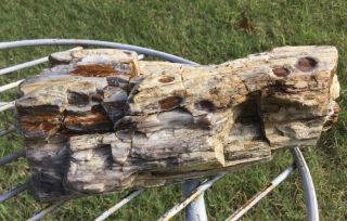 Rare Owyhee Mountain Petrified Wood Tree Branch Log Agate