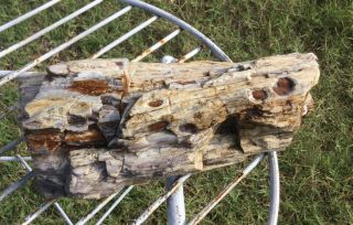 Rare Owyhee Mountain Petrified Wood Tree Branch Log Agate 2