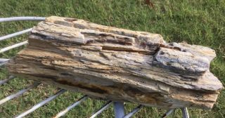 Rare Owyhee Mountain Petrified Wood Tree Branch Log Agate 3