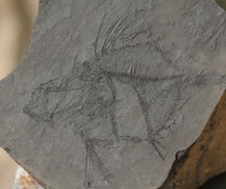 Fossil Fish Zeus Faber