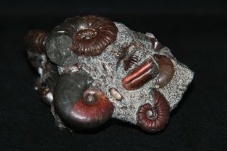 Ammonite Acanthoplites Euphylloceras Ptychoceras Fossil