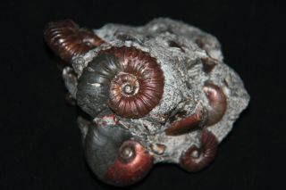 Ammonite Acanthoplites Euphylloceras Ptychoceras Fossil 2
