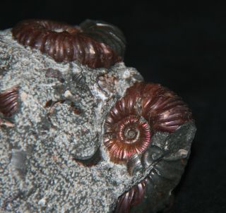 Ammonite Acanthoplites Euphylloceras Ptychoceras Fossil 3