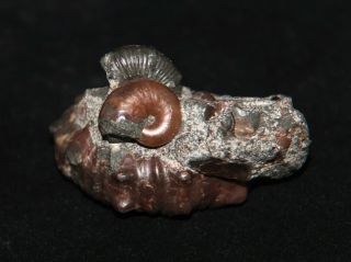 Ammonite Nodosohoplites Fossil Russia 3