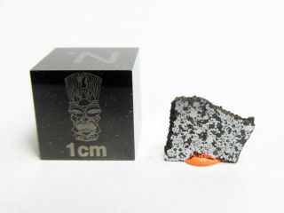 Nwa 13202 Chon - Ung 0.  34g Slice Of Metal - Rich Chondrite Meteorite