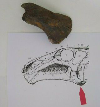 Authentic Hell Creek Juvenile Edmontosaurus Dinosaur Jaw Dentary Bone
