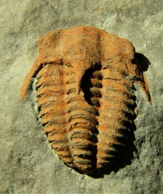 And Very Rare Trilobite.  Kingaspidoides Amousleken Cambrian.  Morocco.  Nºf